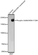 Phospho-ErbB4 (Tyr1284) Antibody in Western Blot (WB)