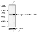 Phospho-AMPK alpha-1 (Ser485) Antibody in Western Blot (WB)