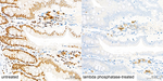 Phospho-AKT Pan (Ser473) Recombinant Rabbit Monoclonal Antibody (2W8C3)