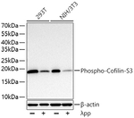 Phospho-Cofilin (Ser3) Recombinant Rabbit Monoclonal Antibody (2P6N0)