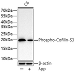 Phospho-Cofilin (Ser3) Antibody in Western Blot (WB)