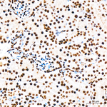 Phospho-TIFA (Thr9) Antibody in Immunohistochemistry (Paraffin) (IHC (P))