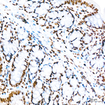 Phospho-TIFA (Thr9) Antibody in Immunohistochemistry (Paraffin) (IHC (P))