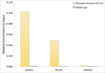 Phospho-Histone H3 (Thr11) Antibody in ChIP Assay (ChIP)