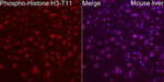 Phospho-Histone H3 (Thr11) Antibody in Immunohistochemistry (Paraffin) (IHC (P))
