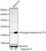 Phospho-Histone H3 (Thr11) Antibody in Western Blot (WB)