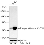 Phospho-Histone H3 (Thr11) Antibody in Western Blot (WB)