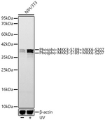 Phospho-MEK3/MEK6 (Ser189, Ser207) Antibody in Western Blot (WB)