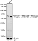 Phospho-MEK3/MEK6 (Ser189, Ser207) Antibody in Western Blot (WB)