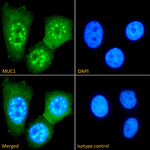 MUC1 Recombinant Mouse Monoclonal Antibody (VU-3D1)