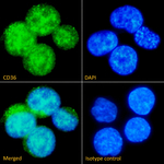 CD36 Recombinant Mouse Monoclonal Antibody (185.IG2)
