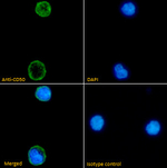 ICAM3 Antibody in Immunocytochemistry (ICC/IF)