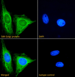 Golgi protein 58k Recombinant Rabbit Monoclonal Antibody (58K-9)