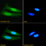 MUC5AC Recombinant Rabbit Monoclonal Antibody (4-5M1)