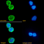 ICAM3 Antibody in Immunocytochemistry (ICC/IF)