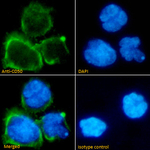 ICAM3 Antibody in Immunocytochemistry (ICC/IF)