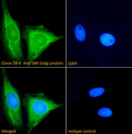 Golgi protein 58k Recombinant Rabbit Monoclonal Antibody (58K-9)