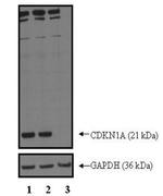 p21 Antibody in Western Blot (WB)