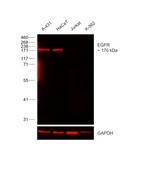 EGFR Antibody