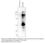 MACF1 Polyclonal Antibody