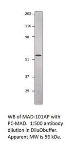 Smad1 Polyclonal Antibody