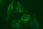 MADCAM1 Antibody in Immunocytochemistry (ICC/IF)