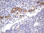 MADCAM1 Antibody in Immunohistochemistry (Paraffin) (IHC (P))