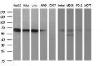 MADCAM1 Antibody in Western Blot (WB)