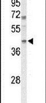 MAFA Antibody in Western Blot (WB)