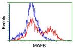 MAFB Antibody in Flow Cytometry (Flow)
