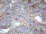 MAFB Antibody in Immunohistochemistry (Paraffin) (IHC (P))