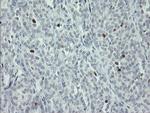 MAFB Antibody in Immunohistochemistry (Paraffin) (IHC (P))
