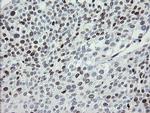MAFB Antibody in Immunohistochemistry (Paraffin) (IHC (P))
