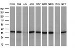 MAFB Antibody in Western Blot (WB)