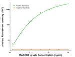 MAGEB1 Antibody in Luminex (Luminex)