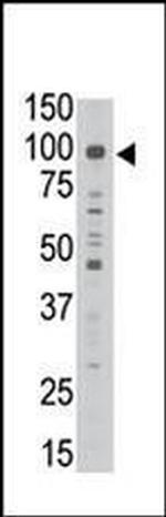 MAGED1 Antibody in Western Blot (WB)