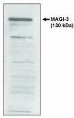 MAGI3 Polyclonal Antibody