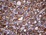 MAK Antibody in Immunohistochemistry (Paraffin) (IHC (P))