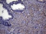 MAK Antibody in Immunohistochemistry (Paraffin) (IHC (P))