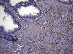 MAK Antibody in Immunohistochemistry (Paraffin) (IHC (P))