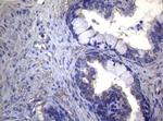 MAK Antibody in Immunohistochemistry (Paraffin) (IHC (P))