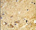 MARVELD2 Antibody in Immunohistochemistry (IHC)