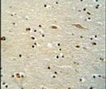 MAMSTR Antibody in Immunohistochemistry (IHC)