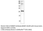 ARMET Polyclonal Antibody