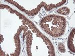 MAOA Antibody in Immunohistochemistry (Paraffin) (IHC (P))