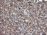 MAOA Antibody in Immunohistochemistry (Paraffin) (IHC (P))