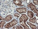 MAOA Antibody in Immunohistochemistry (Paraffin) (IHC (P))