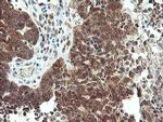 MAOA Antibody in Immunohistochemistry (Paraffin) (IHC (P))