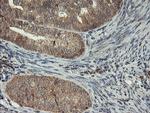 MAOA Antibody in Immunohistochemistry (Paraffin) (IHC (P))