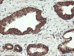MAOA Antibody in Immunohistochemistry (Paraffin) (IHC (P))